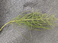 Equisetum arvense