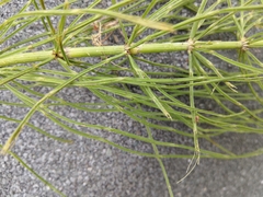 Equisetum arvense
