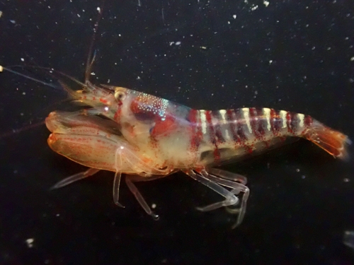 Athanas dimorphus observed 2025-04-06