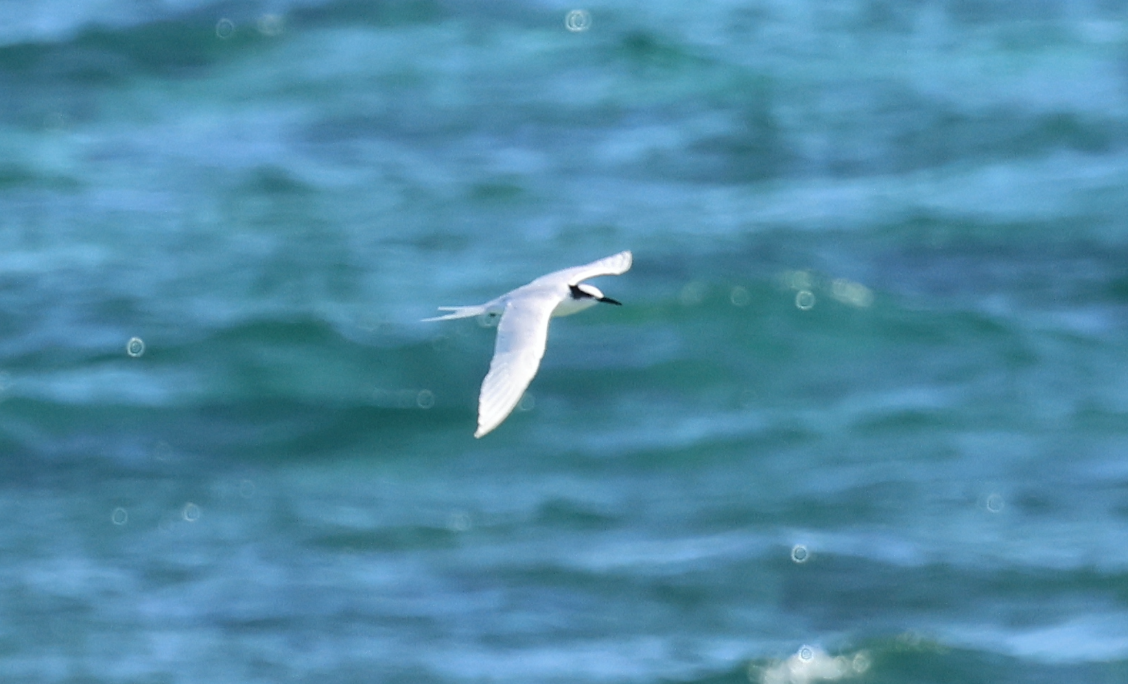 Black-naped Tern