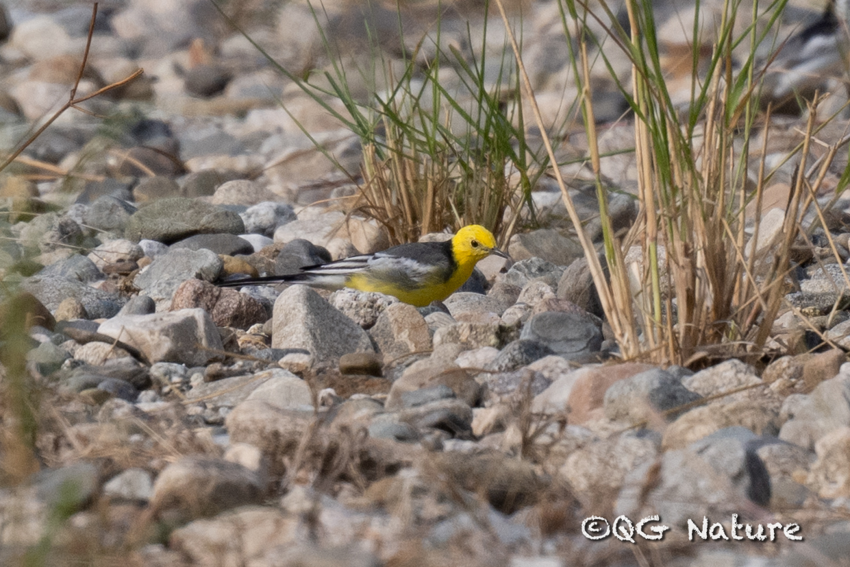 Citrine Wagtail