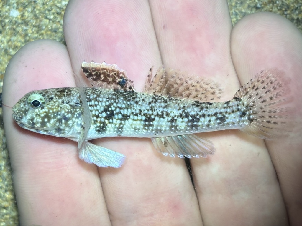 Brown Frillfin (Bathygobius fuscus)