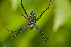 Argiope catenulata