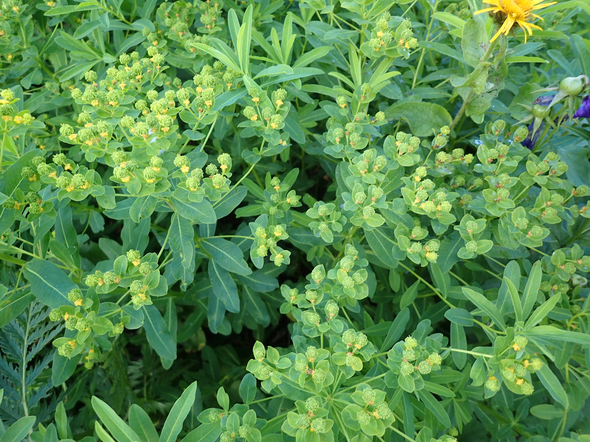 Euphorbia procera