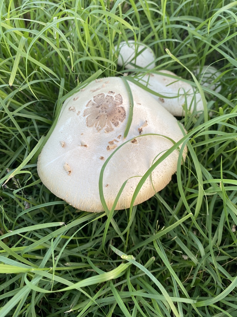 Chlorophyllum molybdites · April 2025 · photo: © rich_fuller (iNaturalist, cc0)