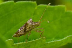 Gonocerini