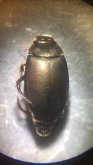 Agabus bipustulatus