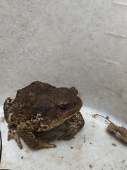Bufo bufo