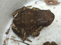 Bufo bufo