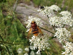 Volucella zonaria