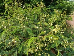 Senegalia megaladena