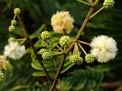 Senegalia megaladena