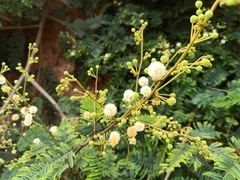 Senegalia megaladena