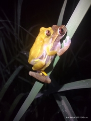 Rio Tuquesa Treefrog photo 4