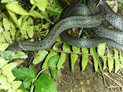 Oligodon bitorquatus