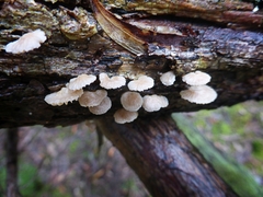 Marasmiellus affixus