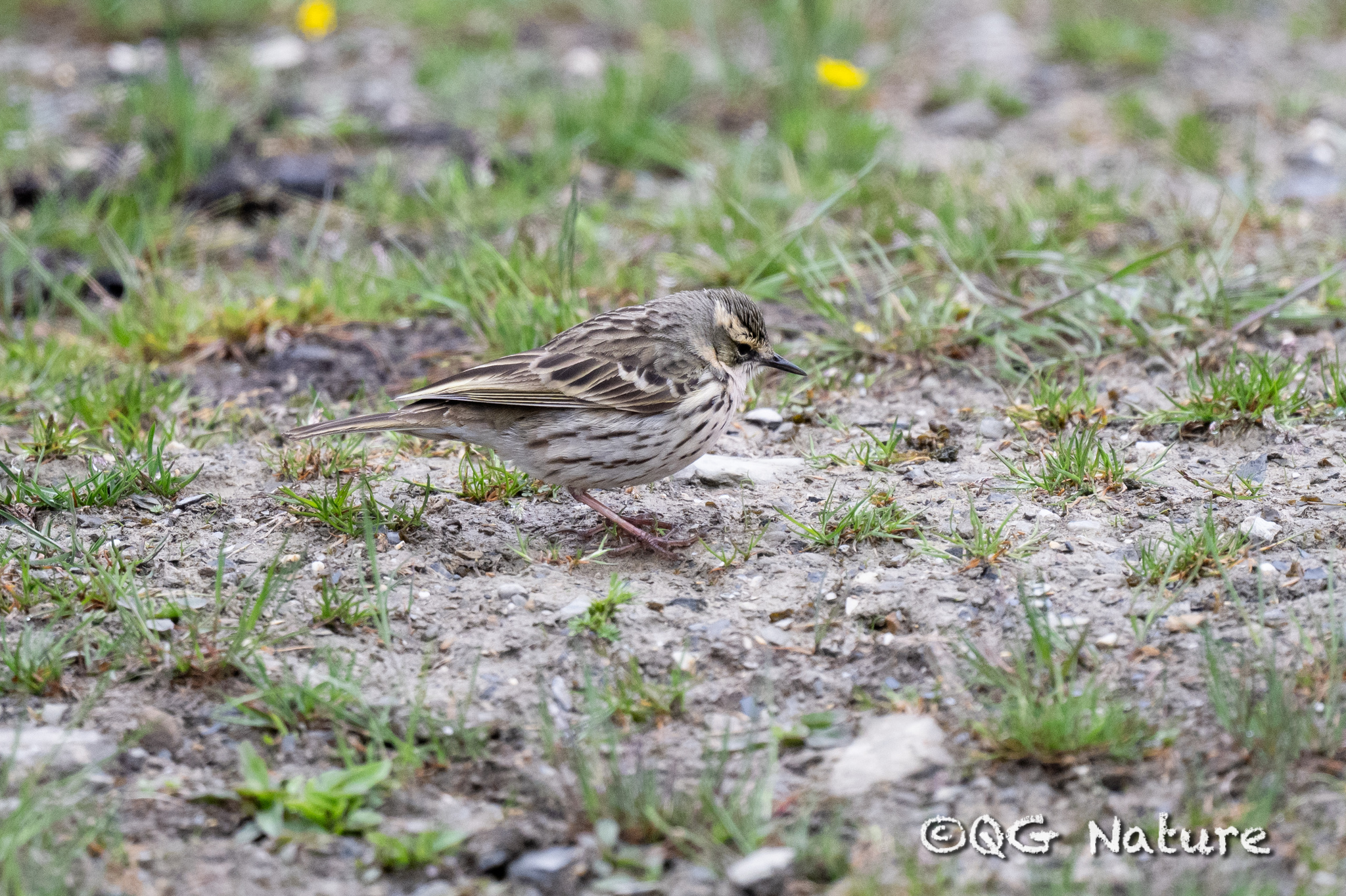Rosy Pipit