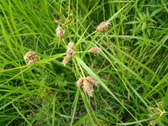 Bolboschoenus yagara