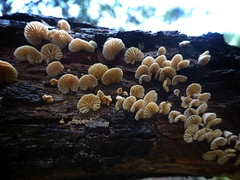 Marasmiellus affixus