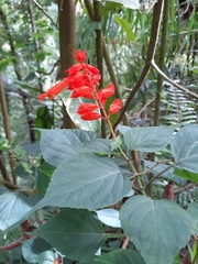 Salvia splendens