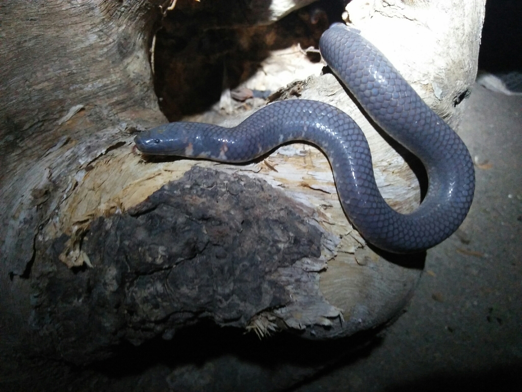 Cylindrophis - Wikipedia