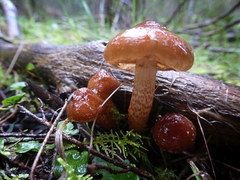 Hypholoma brunneum