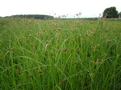 Bolboschoenus yagara