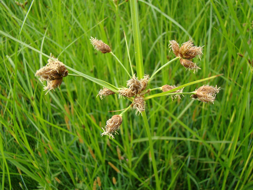 Bolboschoenus yagara