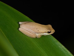 Litoria fallax