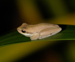 Litoria fallax