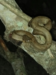 Craspedocephalus puniceus