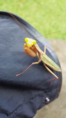 Rhombodera ornatipes