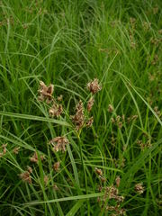 Bolboschoenus yagara