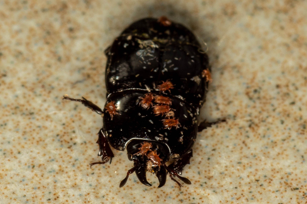 Hololepta nuda