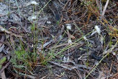 Schoenus curvifolius