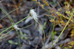Schoenus curvifolius