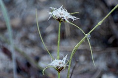 Schoenus curvifolius