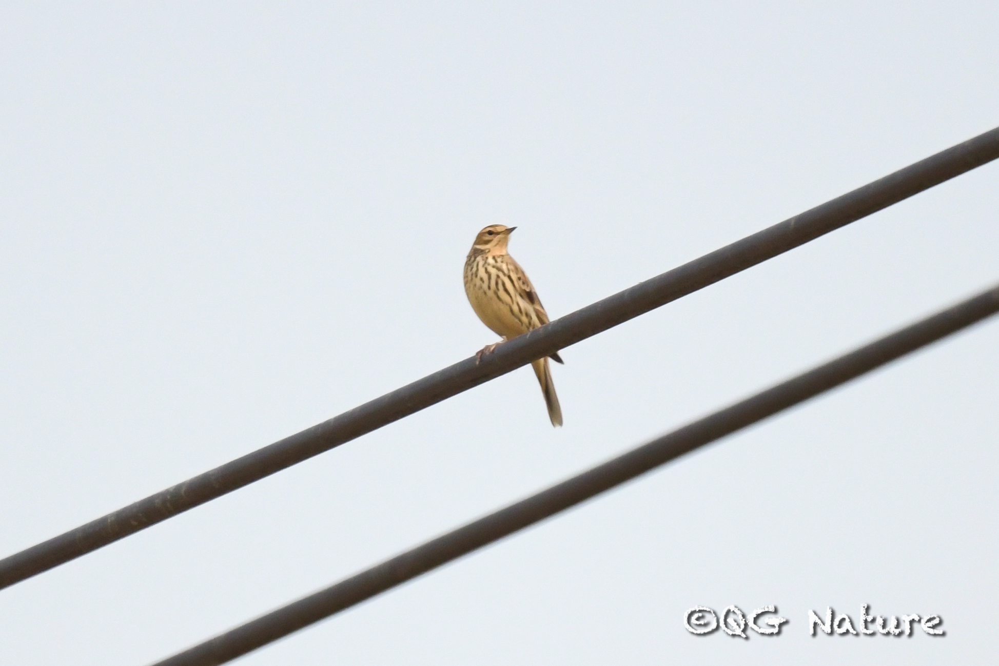 Red-throated Pipit