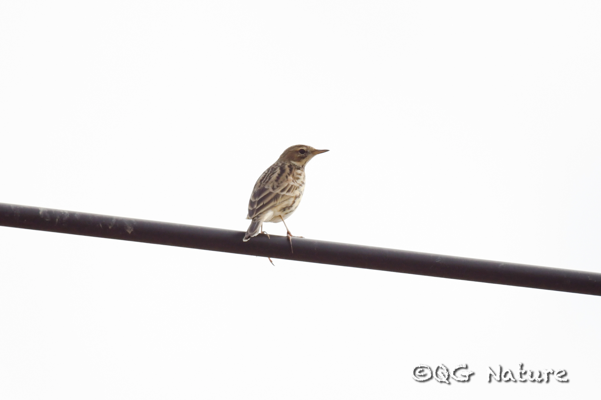 Red-throated Pipit