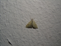 Udea fimbriatralis