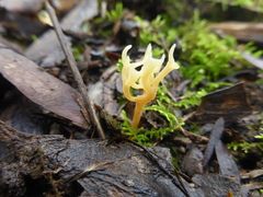 Ramariopsis crocea