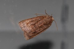 Noctua interjecta
