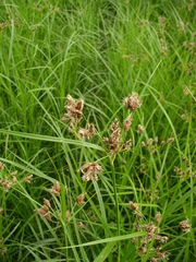 Bolboschoenus yagara