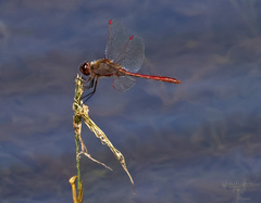 Sympetrum costiferum