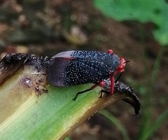 Kalidasa lanata