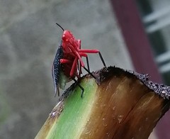 Kalidasa lanata