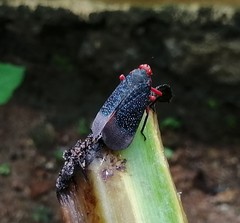 Kalidasa lanata