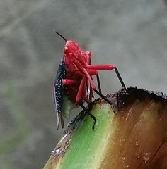 Kalidasa lanata