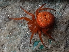 Araneus alsine