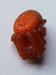Araneus alsine